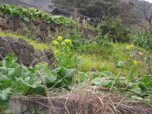 道端の菜の花