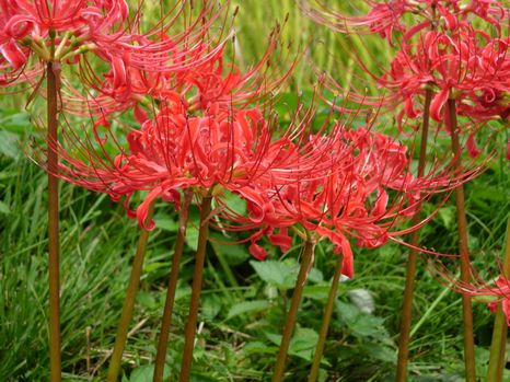 彼岸花のピークは過ぎましたが秋の花ですね