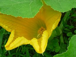 この雌花の下にちょっと見えづらいですが丸い実がついているのです。